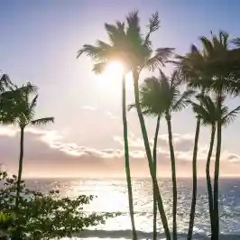 a group of palm trees next to a body of water